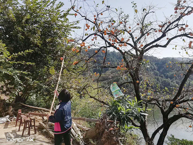 柿花基地